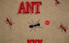 蚂蚁