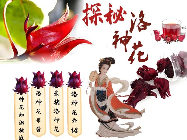 探秘洛神花